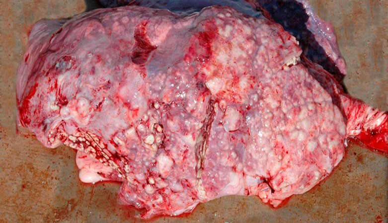 Figura 5: Pneumonia embólica causada por T. pyogenes.