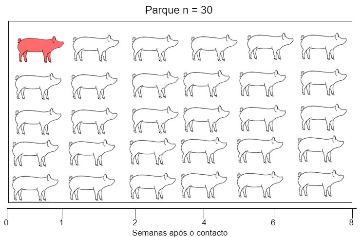 Figura 1. Foi usado um modelo de infec&ccedil;&atilde;o natural para avaliar a detec&ccedil;&atilde;o de Mycoplasma hyopneumoniae ap&oacute;s o  contacto com uma porca infecciosa. Ex X: semanas posteriores ao contacto. As amostras foram recolhidas do dia 0 at&eacute; &agrave;s 8 semanas posteriores ao contacto.
