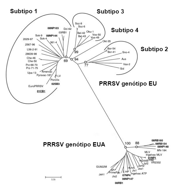 Imagem 1. Rela&ccedil;&atilde;o filogen&eacute;tica de virus PRRS, sequ&ecirc;ncias ORF 5 que ilustram a diferen&ccedil;a gen&eacute;tica entre PRRSV tipo 1 (gen&oacute;tipo EU) e PRRSV tipo 2 (gen&oacute;tipo EUA). Fonte: Amonsin, A., Kedkovid, R., Puranaveja, S.&nbsp;et al. (2009)
