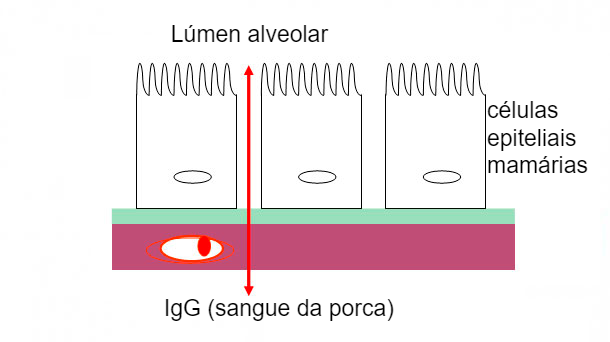 Figura 2. Ilustração esquemática das uniões estreitas mamárias durante a fase de colostro.
