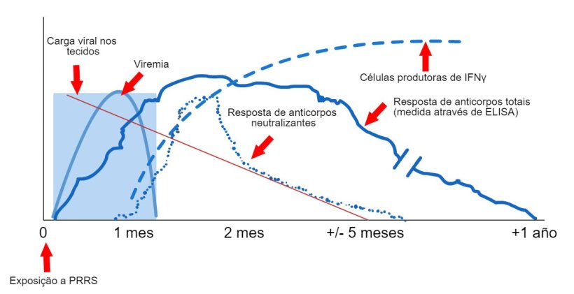 Esquema de detec&ccedil;&atilde;o de v&iacute;rus e anticorpos ap&oacute;s a exposi&ccedil;&atilde;o a PRRS: O gr&aacute;fico a seguir mostra as mudan&ccedil;as na concentra&ccedil;&atilde;o (eixo Y) ao longo do tempo (eixo X) dos diferentes analitos usados ​​nos ensaios. Ap&oacute;s a exposi&ccedil;&atilde;o ao v&iacute;rus PRRS, o v&iacute;rus aparece no sangue (viremia) que geralmente dura entre 2 e 4 semanas, dependendo da idade e do estado imunol&oacute;gico do porco. A soroconvers&atilde;o (detec&ccedil;&atilde;o de anticorpos) geralmente ocorre 7 a 10 dias ap&oacute;s a exposi&ccedil;&atilde;o e dura v&aacute;rios meses antes de se tornar seronegativa. Os anticorpos neutralizantes aparecem entre 4 e 6 semanas ap&oacute;s a exposi&ccedil;&atilde;o (L&oacute;pez e Osorio, 2004).