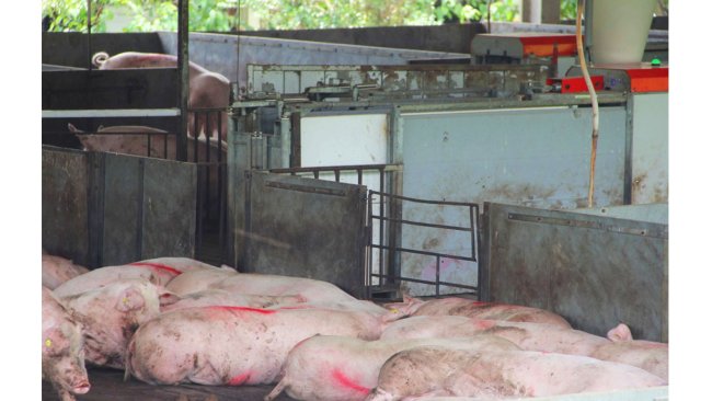 Compartimentação sanitária da suinicultura. Foto: divulgação Seagri-DF