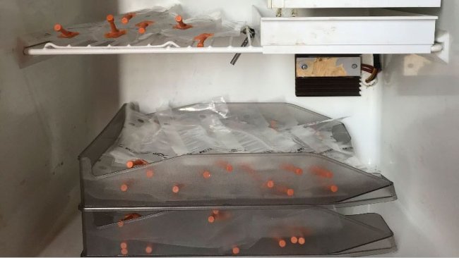 Foto 1. Colocação das doses em bandejas dispostas umas por cima das outras de modo a evitar a sedimentação inadequada dos espermatozóides e facilitar o movimento periódico destas para a sua homogeneização.