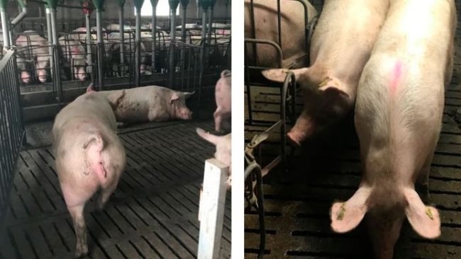 Foto 1. Movimento de porcas aos 35 dias de gestação