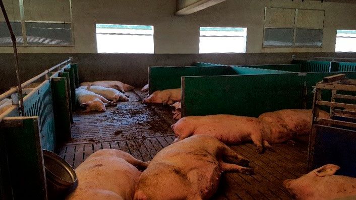 Imagem 1. &Eacute; importante responder nutricionalmente &agrave;s altas exig&ecirc;ncias nutricionais das porcas hiperprol&iacute;ticas no final da gesta&ccedil;&atilde;o para reduzir os problemas neonatais no per&iacute;odo p&oacute;s-parto.