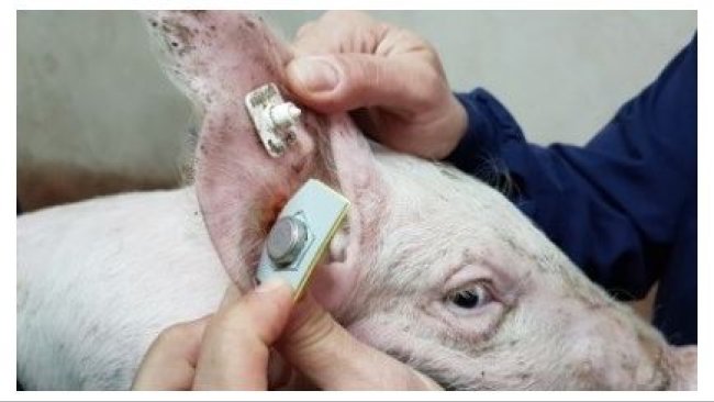 Sensor para registo contínuo da temperatura (Requejo et al. 2018)