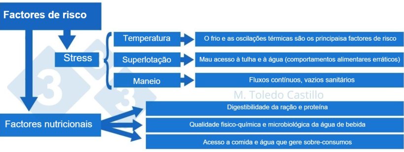 Esquema 2: Quadro dos factores de risco associados com a apresenta&ccedil;&atilde;o de colibacilose