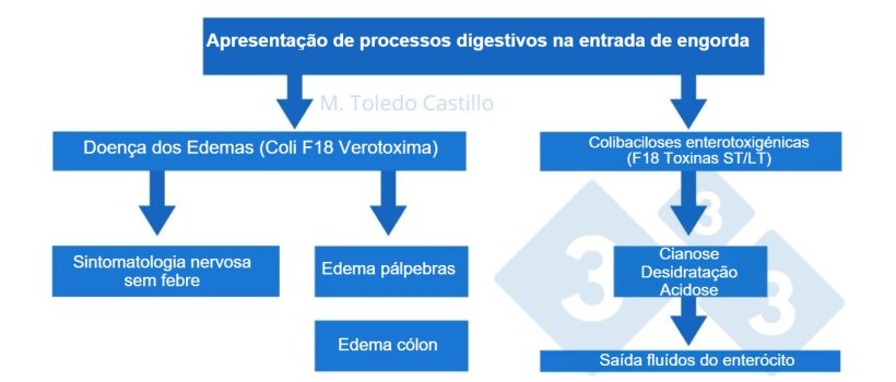 Esquema 1. Patogenia dos processos colibacilares na entrada na engorda de su&iacute;nos