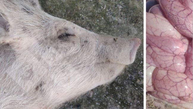 Foto 3 e 4: Aspecto do intestino de um leitão afectado por Colibacilose