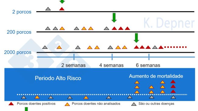 Figura 1. Periodo de alto risco e tamanho da exploração. É frequentemente emais fácil nas pequenas a detecção precoce da PSA devido ao pequeno número de animais, enquanto que nas grandes os primeiros animais doentes ou mortos podem passar despercibidos.