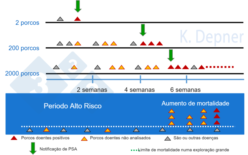 Figura 1. Periodo de alto risco e tamanho da exploração. É frequentemente emais fácil nas pequenas a detecção precoce da PSA devido ao pequeno número de animais, enquanto que nas grandes os primeiros animais doentes ou mortos podem passar despercibidos.
