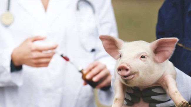 veterinary medicinal products