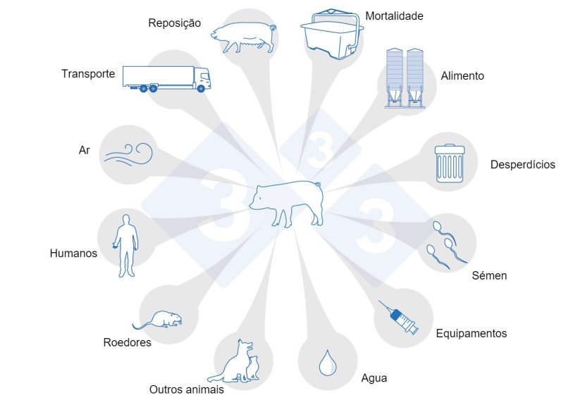 Figura 1. Rotas de transmissão do PRRS. Adaptado de USSEC, 2021 e Broes e Boutin, 2002.