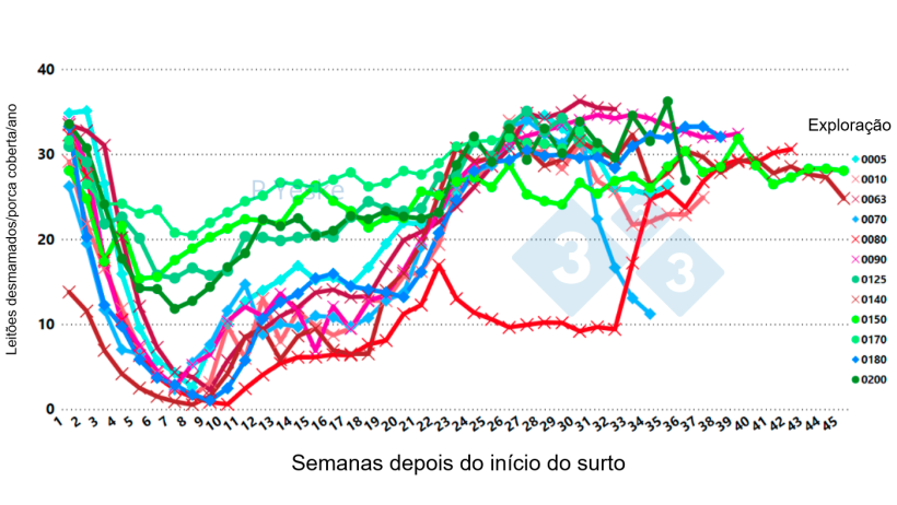 Figura 2. Altera&ccedil;&otilde;es nos leit&otilde;es desmamados/ porcas cobertas/ano ao longo do tempo ap&oacute;s o surto de PRRSv (variante 1-4-4 L1C em 12 explora&ccedil;&otilde;es diferentes, mostrando que a queda de produtividade leva at&eacute; 30 semanas a recuperar).
