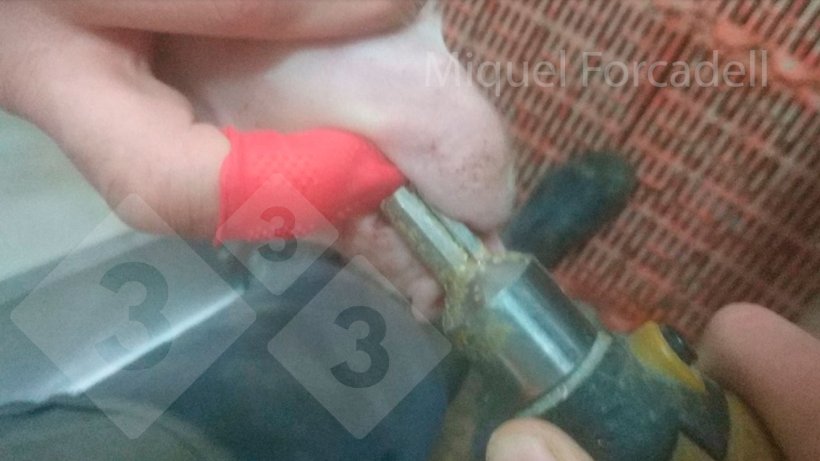 Com a dedeira posta, não há perigo para os nossos dedos durante o desbaste dos dentes.