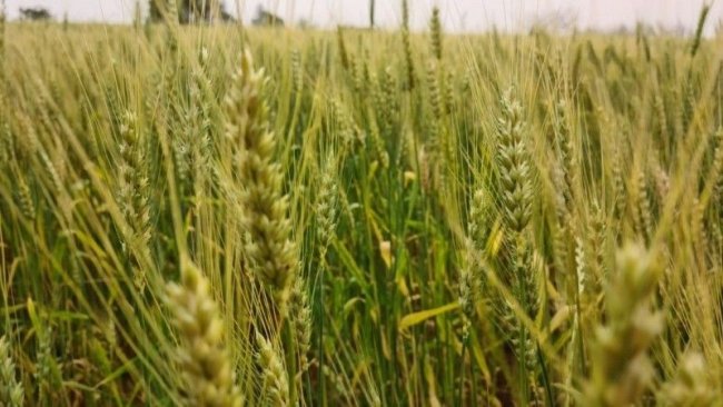 Fonte: Divulgação Emater/RS-Ascar.