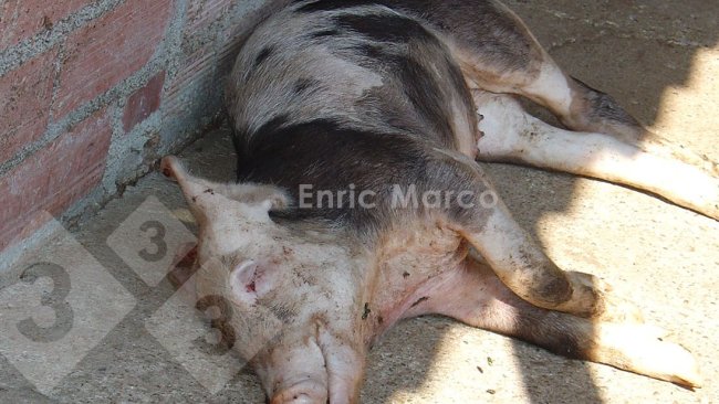 Foto 1. Cerdo muerto por una neumonía causada por Actinobacillus pleuropneumoniae.