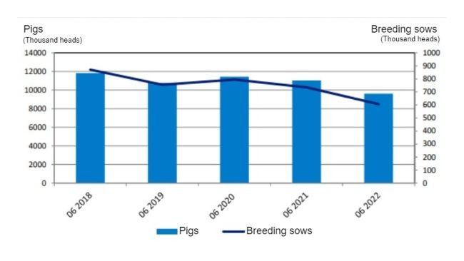 Evolução do inventário dos porcos polacos. Fonte: GUS.