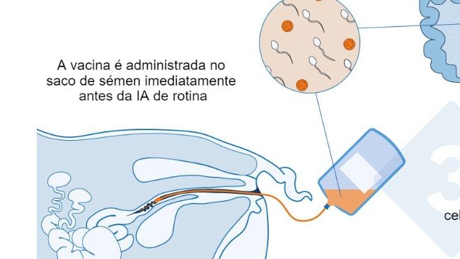 Figura 1. Mecanismo proposto para a vacina intrauterina: A vacina intrauterina &eacute; administrada no &uacute;tero durante a insemina&ccedil;&atilde;o artificial padr&atilde;o ou p&oacute;s-cervical para gerar uma resposta imunit&aacute;ria celular e mediada por anticorpos nas porcas. S&atilde;o produzidos anticorpos do colostro, que s&atilde;o transmitidos aos leit&otilde;es.