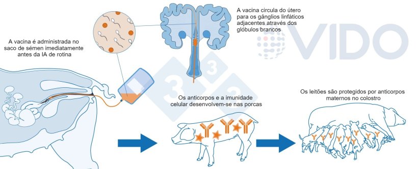 Figura 1. Mecanismo proposto para a vacina intrauterina: A vacina intrauterina é administrada no útero durante a inseminação artificial padrão ou pós-cervical para gerar uma resposta imunitária celular e mediada por anticorpos nas porcas. São produzidos anticorpos do colostro, que são transmitidos aos leitões.