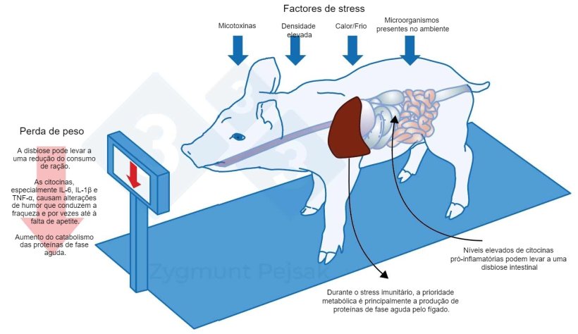 Figura 3. Um dos custos adicionais de um estado de alerta prolongado é uma diminuição do apetite e consequentemente um período de engorda mais longo. Como a pressão dos factores de stress ambiental afecta cada animal de forma diferente, haverá uma diferença no peso de leitões desmamados ou porcos de engorda da mesma idade. A diferença de peso entre animais da mesma idade pode ter graves consequências económicas. Além disso, especialmente em animais jovens, uma dieta sem nutrientes essenciais para reforçar a resistência anti-infecciosa pode tornar os animais mais vulneráveis.