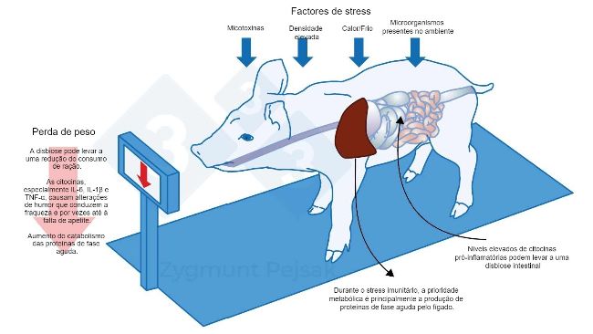 Figura 3.&nbsp; Um dos custos adicionais de um estado de alerta prolongado &eacute; uma diminui&ccedil;&atilde;o do apetite e consequentemente um per&iacute;odo de engorda mais longo. Como a press&atilde;o dos factores de stress ambiental afecta cada animal de forma diferente, haver&aacute; uma diferen&ccedil;a no peso de leit&otilde;es desmamados ou porcos de engorda da mesma idade. A diferen&ccedil;a de peso entre animais da mesma idade pode ter graves consequ&ecirc;ncias econ&oacute;micas. Al&eacute;m disso, especialmente em animais jovens, uma dieta sem nutrientes essenciais para refor&ccedil;ar a resist&ecirc;ncia anti-infecciosa pode tornar os animais mais vulner&aacute;veis.
