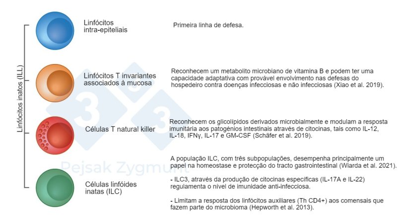 Figura 2. Entre os GALT podemos distinguir algumas populações chave: Linfócitos inatos (ILL) estão localizados no intestino delgado e, em menor grau, no intestino grosso, desempenham um papel importante como a produção de citocinas, moléculas citotóxicas e peptídeos antimicrobianos (Hepworth et al, 2013; Schäfer et al., 2019; Wiarda et al., 2020; Wiarda et al., 2021; Xiao et al., 2019).