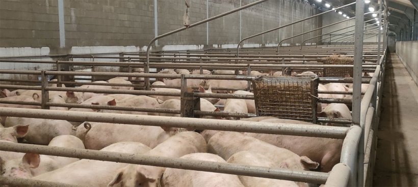 Engorda em pavimento s&oacute;lido.
