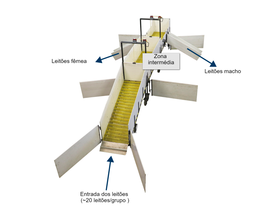 Figura 2. Ao eliminar a necessidade de que o pessoal recolha os leit&otilde;es no solo, reduz-se o stress tanto dos animais como das pessoas, melhorando assim as condiciones de trabalho.
