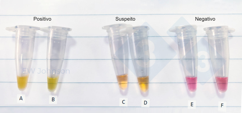 Figura 3. Tubos de microcentrifuga&ccedil;&atilde;o de um teste LAMP in situ num caso de PSA. A: ba&ccedil;o de uma porca morta, B: fluidos orais da mesma porca (A), C-F: fluidos orais suspeitos e negativos.