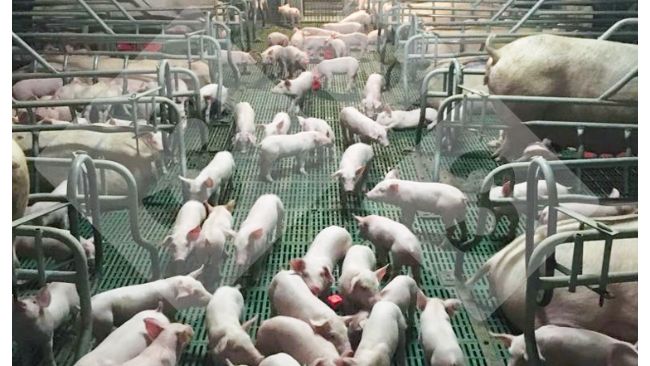 Figura 1. Um grupo de leit&otilde;es socializado na maternidade.
