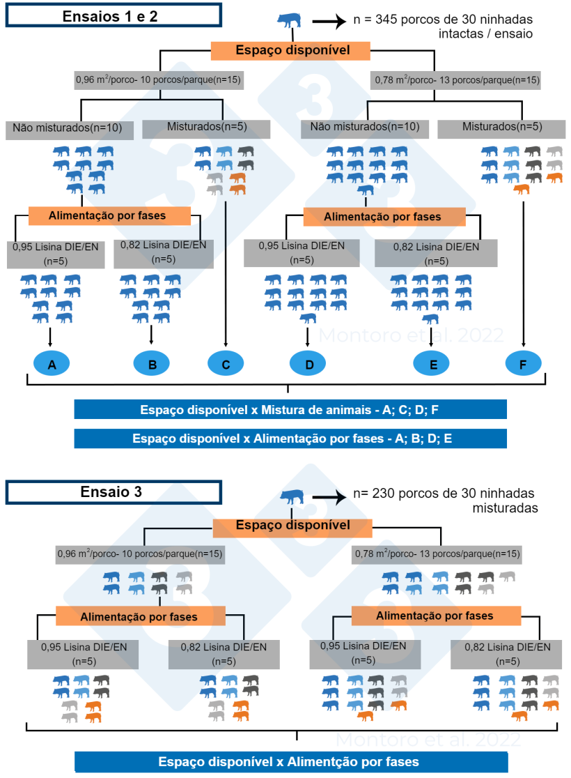 Figura 2. Ilustração esquemática do desenho experimental nos ensaios 1, 2 e 3. Nos ensaios 1 e 2, o desenho experimental foi um arranjo fatorial 2 × 2 com espaço disponível x mistura de animais e espaço disponível x alimentação faseada como tratamentos, respetivamente. No ensaio 3, o desenho experimental foi um arranjo fatorial 2 2 com espaço disponível x alimentação faseada como tratamento e a mistura de animais foi aplicada a todos os recintos. Fonte: Montoro et al. 2022. .