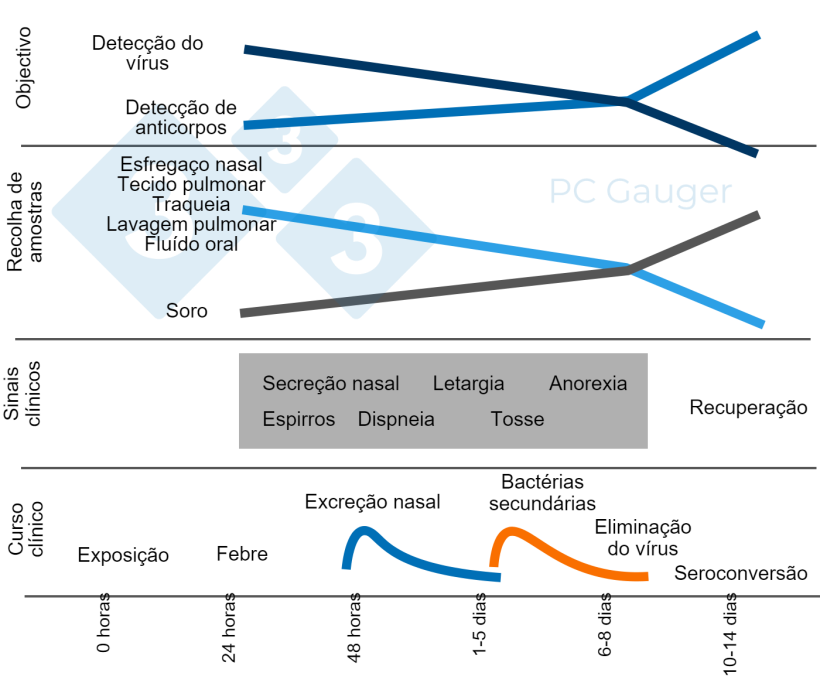 Figura 1. Recolha de amostras dirigida &agrave; detec&ccedil;&atilde;o directa ou indirecta e ao diagn&oacute;stico do virus da gripe A em porcos. A recolha de amostras para a detec&ccedil;&atilde;o directa deve ser realizada durante a excre&ccedil;&atilde;o do v&iacute;rus, no in&iacute;cio da evolu&ccedil;&atilde;o da doen&ccedil;a. A dete&ccedil;&atilde;o indireta de anticorpos contra a gripe deve ser realizada ap&oacute;s a dissemina&ccedil;&atilde;o do v&iacute;rus e visa a resposta imunit&aacute;ria contra a infec&ccedil;&atilde;o.
