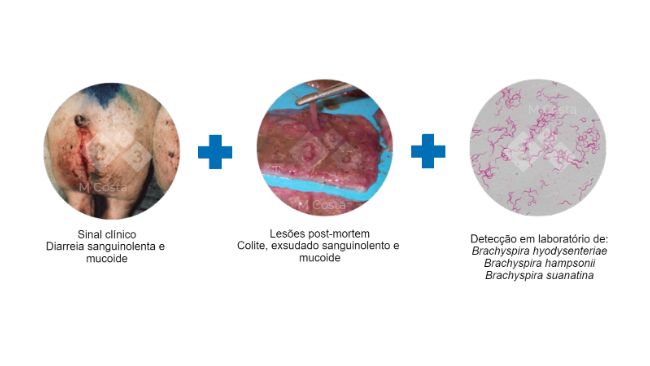 Figura 2. Testes sugeridos para confirmar o diagn&oacute;stico de disenteria su&iacute;na.