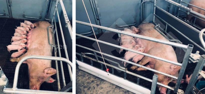 Figura&nbsp;3. Jaulas de parto na Alemanha
