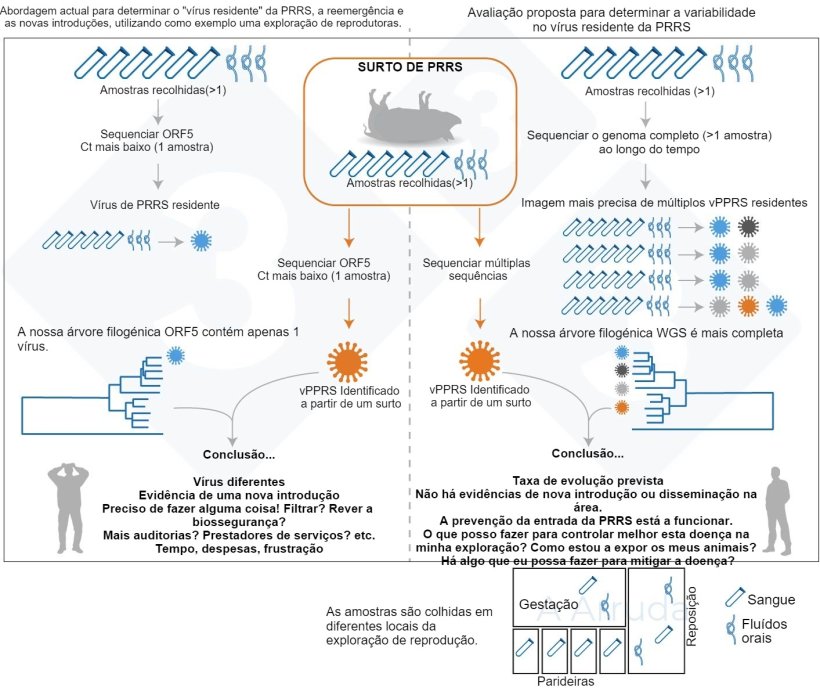 Figura&nbsp;1. Ilustra&ccedil;&atilde;o de um exemplo da abordagem actual habitual para determinar a variante de vPRRS dentro de uma explora&ccedil;&atilde;o (painel da esquerda) e a nossa proposta de avalia&ccedil;&atilde;o para  determinar a variabilidade dos vPRRS residentes (painel da direita).

