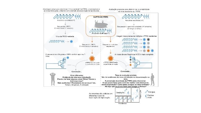 Figura&nbsp;1. Ilustra&ccedil;&atilde;o de um exemplo da abordagem actual habitual para determinar a variante de vPRRS dentro de uma explora&ccedil;&atilde;o (painel da esquerda) e a nossa proposta de avalia&ccedil;&atilde;o para  determinar a variabilidade dos vPRRS residentes (painel da direita).
