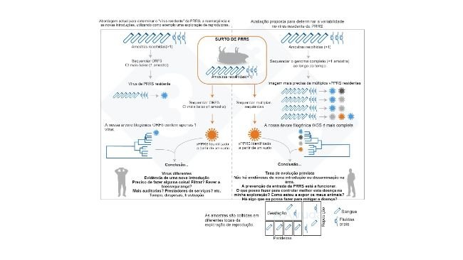 Figura 1. Ilustração de um exemplo da abordagem actual habitual para determinar a variante de vPRRS dentro de uma exploração (painel da esquerda) e a nossa proposta de avaliação para determinar a variabilidade dos vPRRS residentes (painel da direita).