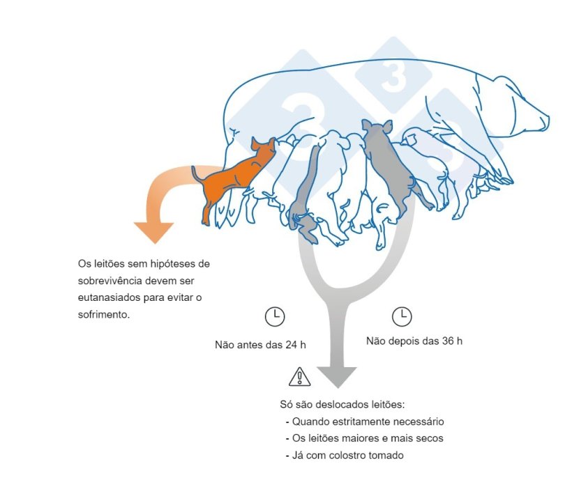 Principais aspectos a ter em conta nas adop&ccedil;&otilde;es