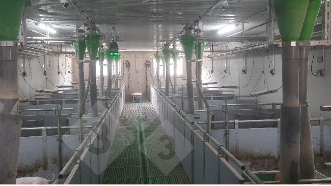 Dispositivo de acompanhamento de porcos sem corte de cauda