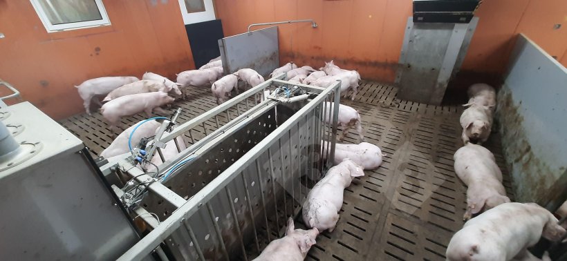 Engordas com um sistema de alimenta&ccedil;&atilde;o individualizado
