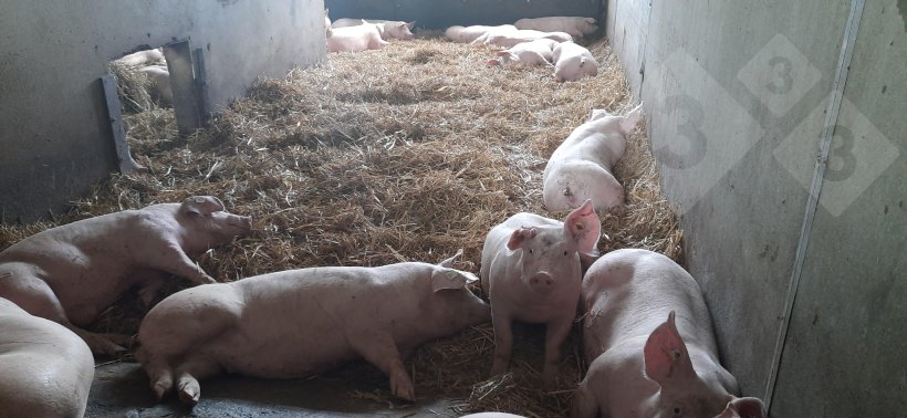 Engordas sobre cama de palha