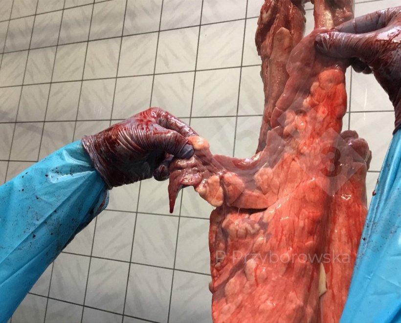 Figura 1. Inspec&ccedil;&atilde;o no matadouro na linha de abate.
