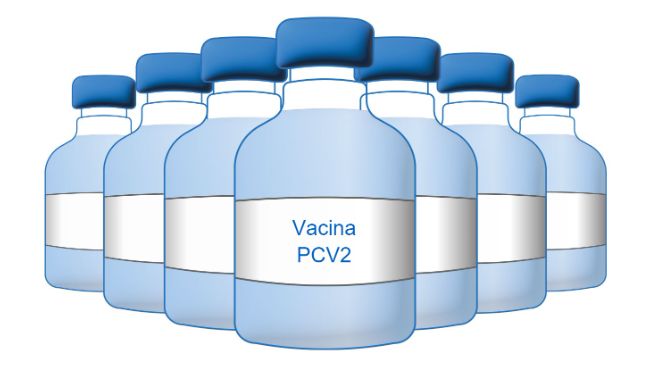 Pools de órgãos para o diagnóstico do PRRSV e PCV2 abortos de porcas ...