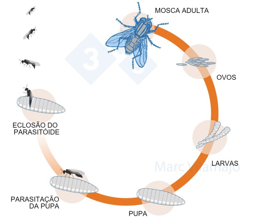 Figura 3. Ciclo biol&oacute;gico da mosca interrompido pela ac&ccedil;&atilde;o de um parasitoide.