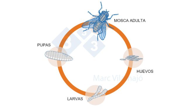 Figura 1. Ciclo biol&oacute;gico das moscas.