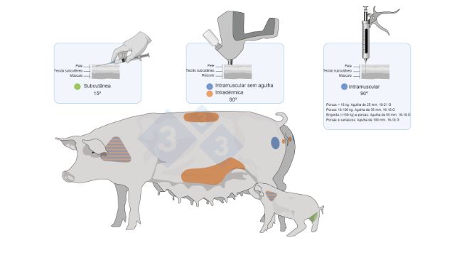Figura 3. Pontos de aplica&ccedil;&atilde;o e tipos de vacinas em porcos e leit&otilde;es.