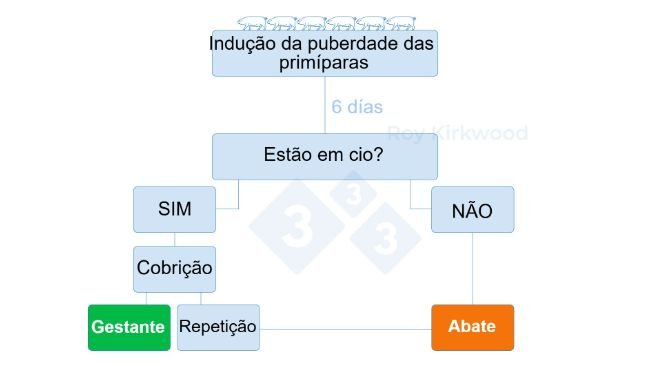 Figura 2: Protocolo proposto de acordo com a resposta ao tratamento de indução da puberdade. Nota: se observar < 70% das primíparas em cio aos 6 dias após o tratamento--> é provável que tenha problemas com a detecção do cio.