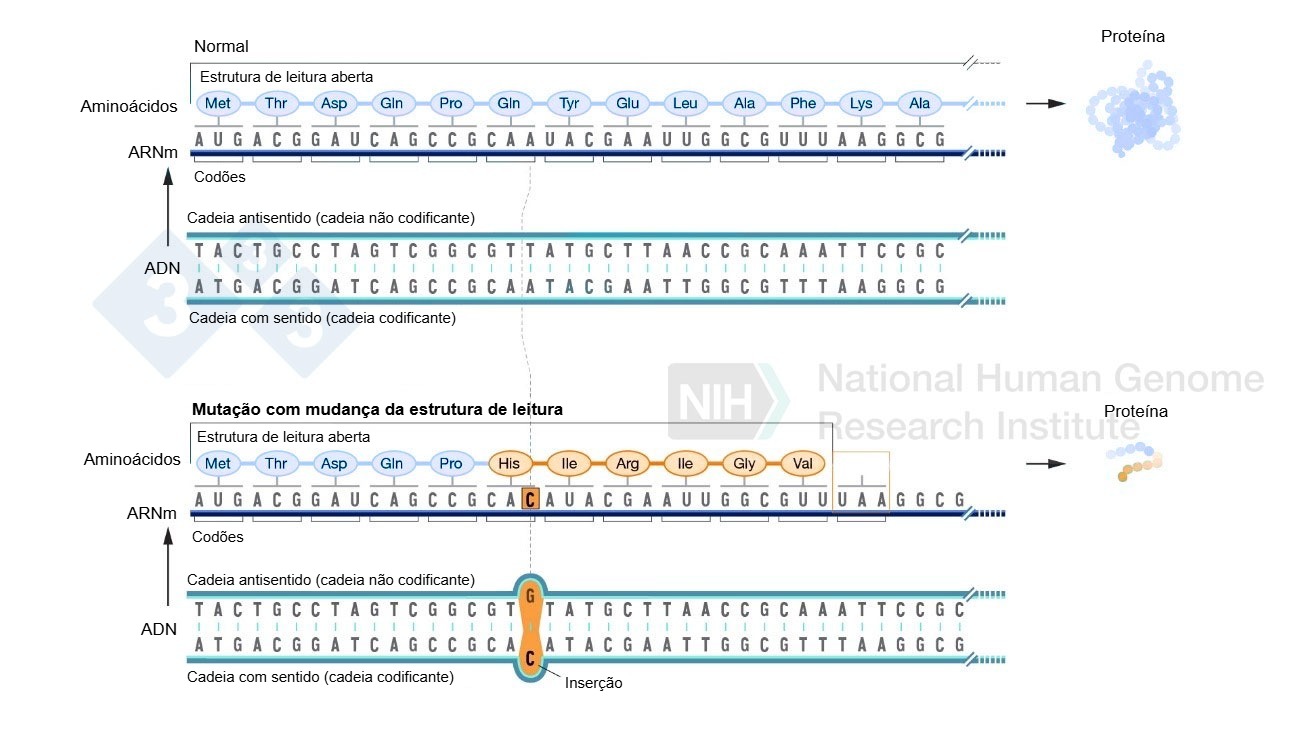 Ejemplo de la inserción de un nucleótido que supone un cambio en el marco de lectura