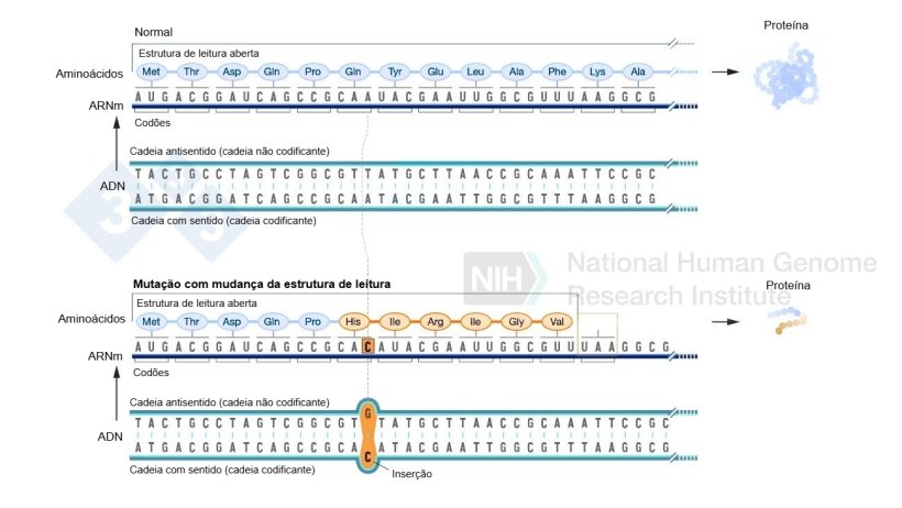 Figura 2. Exemplo de uma inser&ccedil;&atilde;o de nucle&oacute;tidos que envolve uma altera&ccedil;&atilde;o no quadro de leitura e resulta na forma&ccedil;&atilde;o de amino&aacute;cidos diferentes do normal e, finalmente, um c&oacute;d&atilde;o de paragem que impede a forma&ccedil;&atilde;o de mais amino&aacute;cidos para essa prote&iacute;na. Fonte: https://www.genome.gov/genetics-glossary/Frameshift-Mutation
